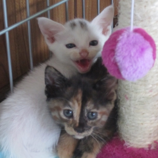 生後１か月可愛い子猫　５匹