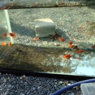 ランチュウ、蝶尾、琉金、福ダルマ、和金