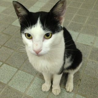 緊急　猫どうなるの．．助けて下さい！