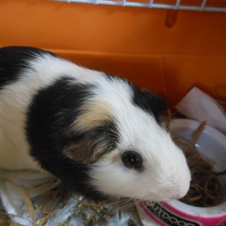 優しい飼い主様　募集