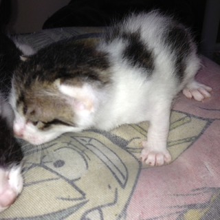 子猫飼っていただける方