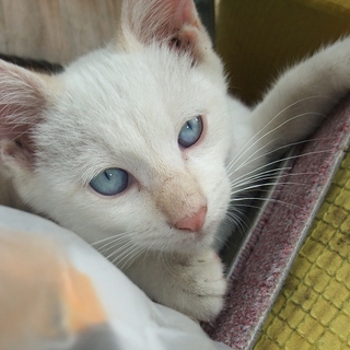 ブルーアイの白くん・４兄弟