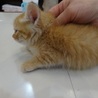 フワフワ子猫 サムネイル3