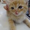 フワフワ子猫 サムネイル2