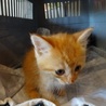 フワフワ子猫 サムネイル5