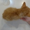 フワフワ子猫 サムネイル4