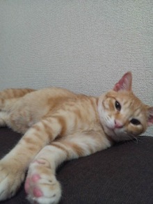 きれいな茶トラ　つくしくん サムネイル3