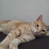 きれいな茶トラ　つくしくん サムネイル3