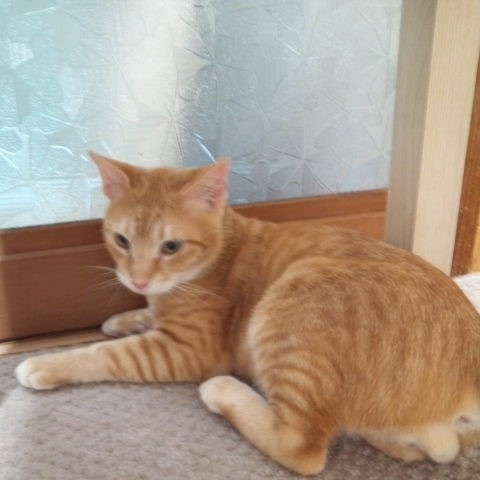 きれいな茶トラ　つくしくん サムネイル4