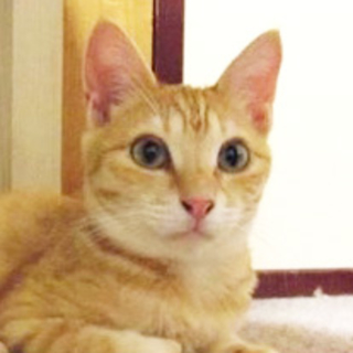 美形茶トラ　すみれちゃん