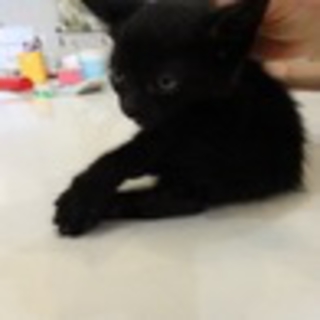 おっとり真っ黒くん