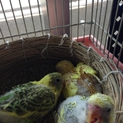セキセイインコのヒナ里親募集します！