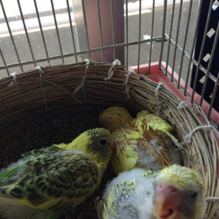 セキセイインコのヒナ里親募集します！