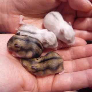 ジャンガリアンハムスター　里親様募集