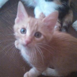 やんちゃな茶とら！