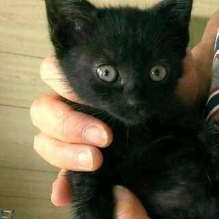 美人子猫まっくろちゃん♪