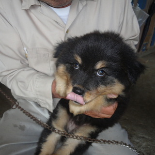 生後二か月の子犬