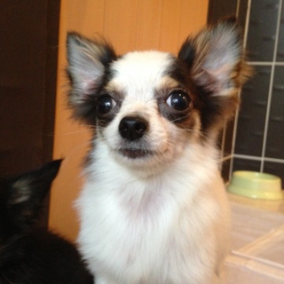 チワワ　子犬　オス　7ヵ月　ゆず