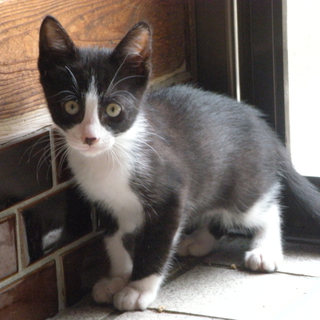 遊びが大好きな元気な子猫です！