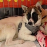 賢い美人さん♪子犬のさくら♀ サムネイル2