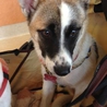 賢い美人さん♪子犬のさくら♀ サムネイル4