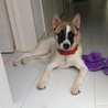 賢い美人さん♪子犬のさくら♀ サムネイル3