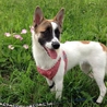 賢い美人さん♪子犬のさくら♀ サムネイル7