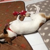 賢い美人さん♪子犬のさくら♀ サムネイル5
