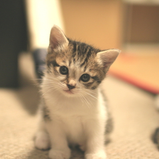 里親募集中！