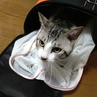 かわいいアメショー雑種