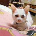 至急、シャム系子猫です。