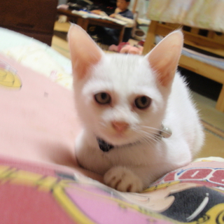 至急、シャム系子猫です。
