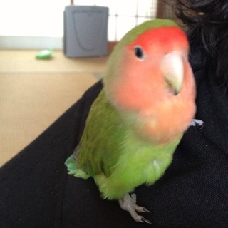 コザクラインコ里親募集