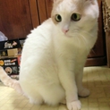 かわいいネコちゃん♡猫好きな里親さん探してます！