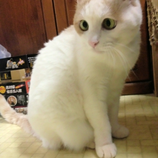 かわいいネコちゃん♡猫好きな里親さん探してます！