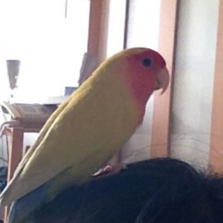 コザクラインコ里親募集