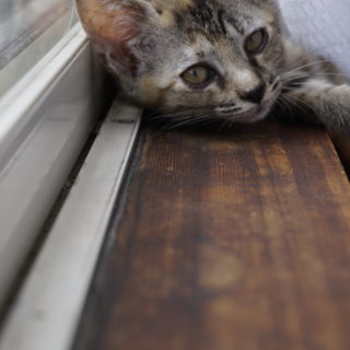 生後３か月子猫（名古屋市）