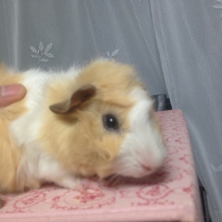 オス★茶色モフモフ最後二ヶ月★