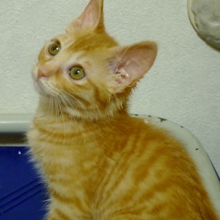 仮名「みかん」の里親様募集！！