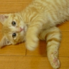 仮名「みかん」の里親様募集！！ サムネイル4