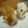 仮名「みかん」の里親様募集！！ サムネイル3