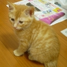 仮名「みかん」の里親様募集！！ サムネイル5