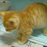 仮名「みかん」の里親様募集！！ サムネイル6
