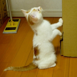 仮名「ゆず」の里親様募集！！