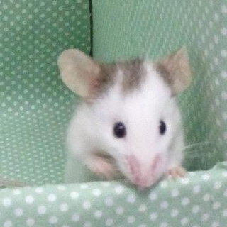 ハツカネズミ（カラーマウス）