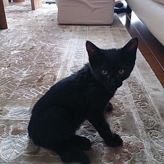 賢い黒猫の男の子です