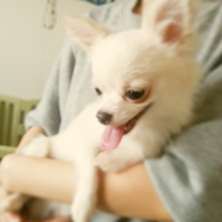 超極小チワワ１１ヶ月１．２㎏