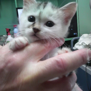 病院捨て猫　ブレの里親さま募集