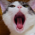ハンデあり成猫の里親さん募集