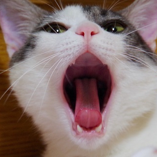 ハンデあり成猫の里親さん募集